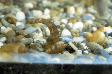 サカマキガイを食べるヘイケボタルの幼虫