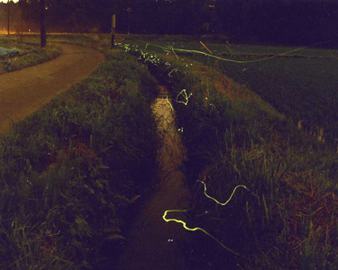 夜の南玉の用水路