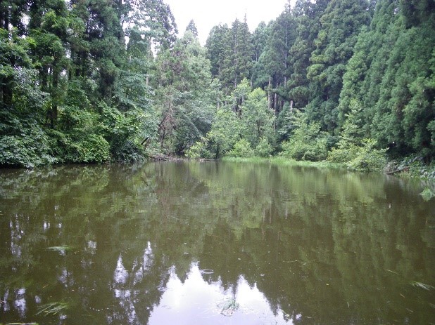 石川県金沢市のシャープゲンゴロウモドキの生息していた池　侵入後 2009年