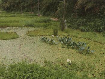 アメリカザリガニ導入前後の池の状況 侵入前（1980年）