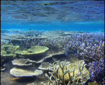 海中のサンゴ礁