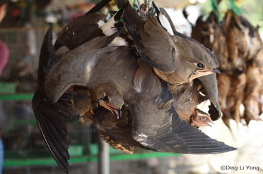 渡り性水鳥の違法狩猟・捕獲・取引特別委員会