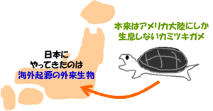 外来生物の図