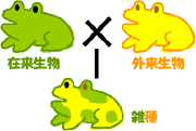 外来種と在来生物の雑種形成の図
