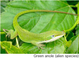 Green anole (alien species)