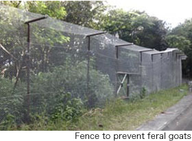 Fence to prevent feral goats