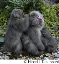 Yakushima macaque