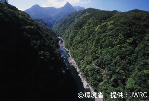 Evergreen broadleaf forests, view from Matsumine-Ohashi bridge