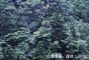 Natural forests, view from Anbo forest road