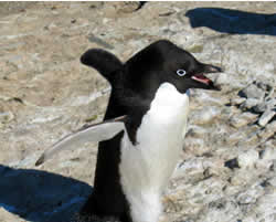石を運ぶアデリーペンギン