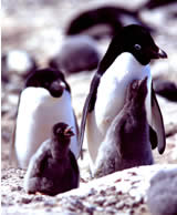 Adelie Penguin Family