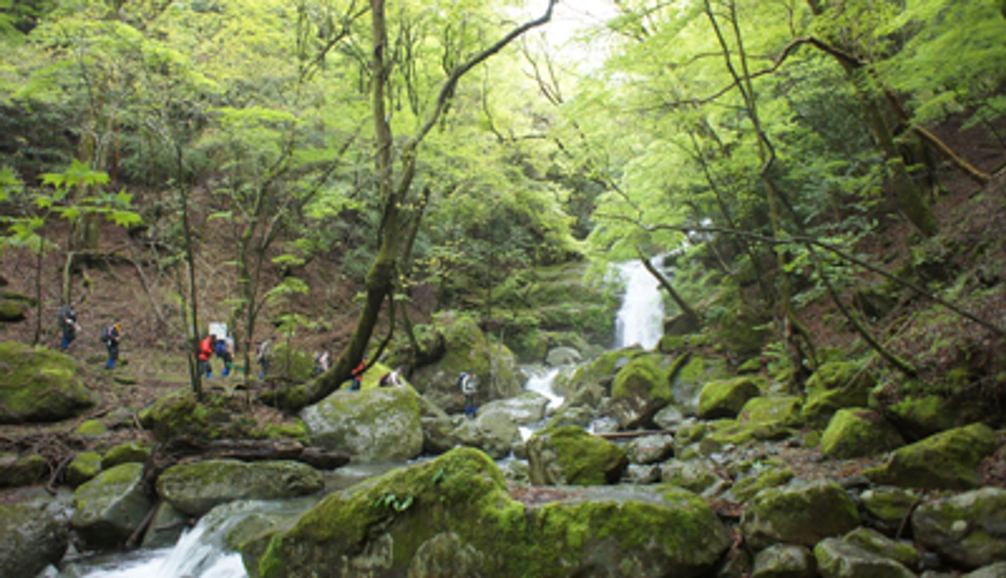 写真 九州自然歩道（やまびこさん） 1