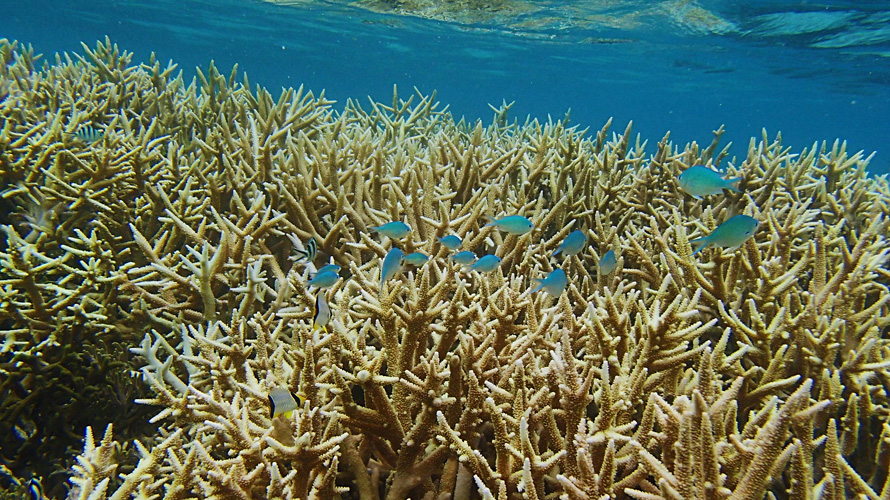 【写真】畔畦海岸のサンゴ礁