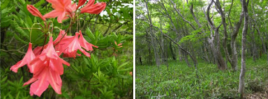那須の森写真左：「ツツジ」　 写真右：「リョウブと林床のササ」