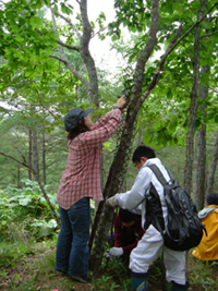 母樹林の保護作業