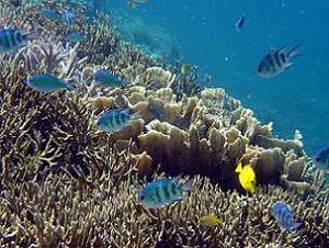 美しいサンゴ礁