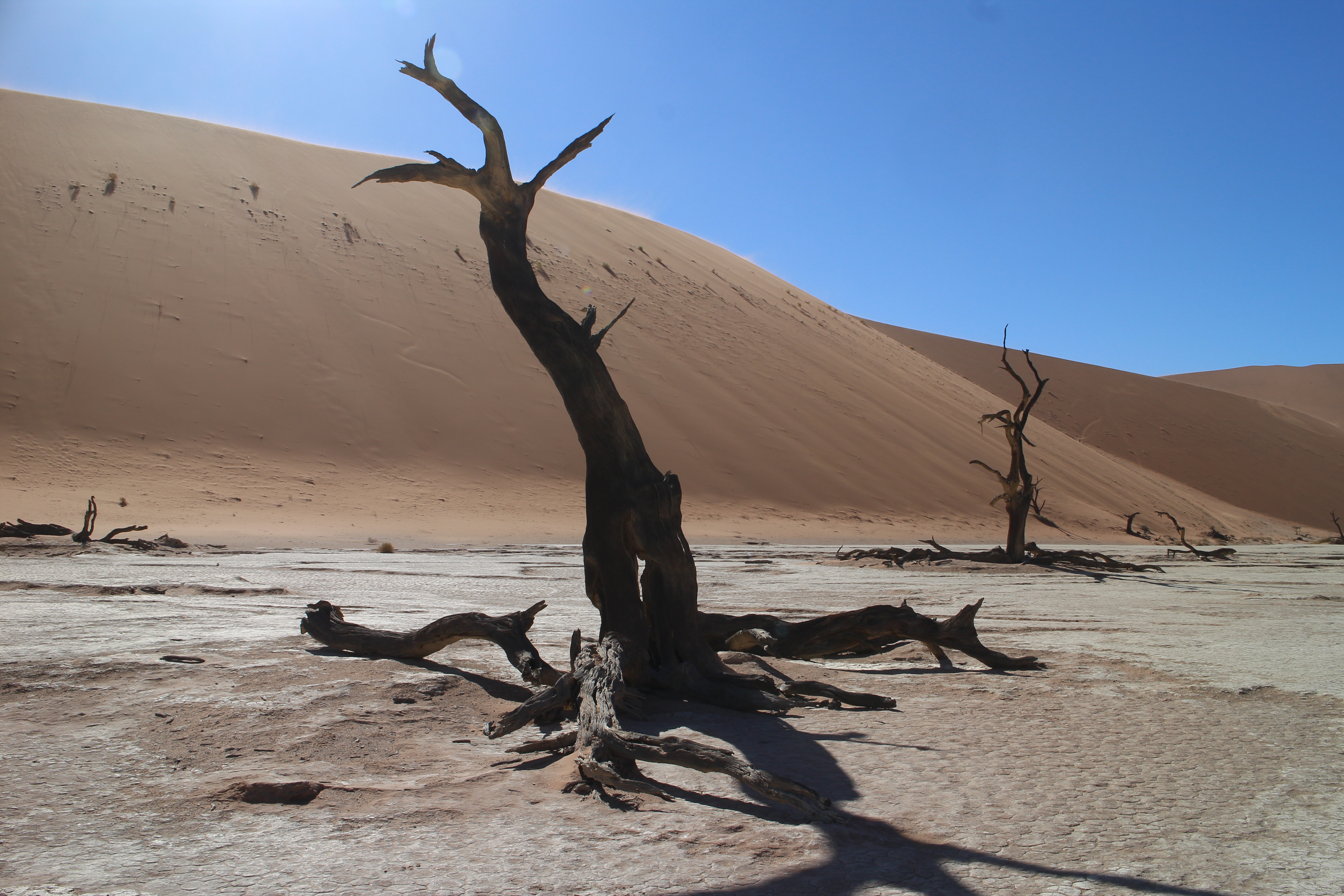 ナミビア・ナミブ砂漠における樹木の枯死