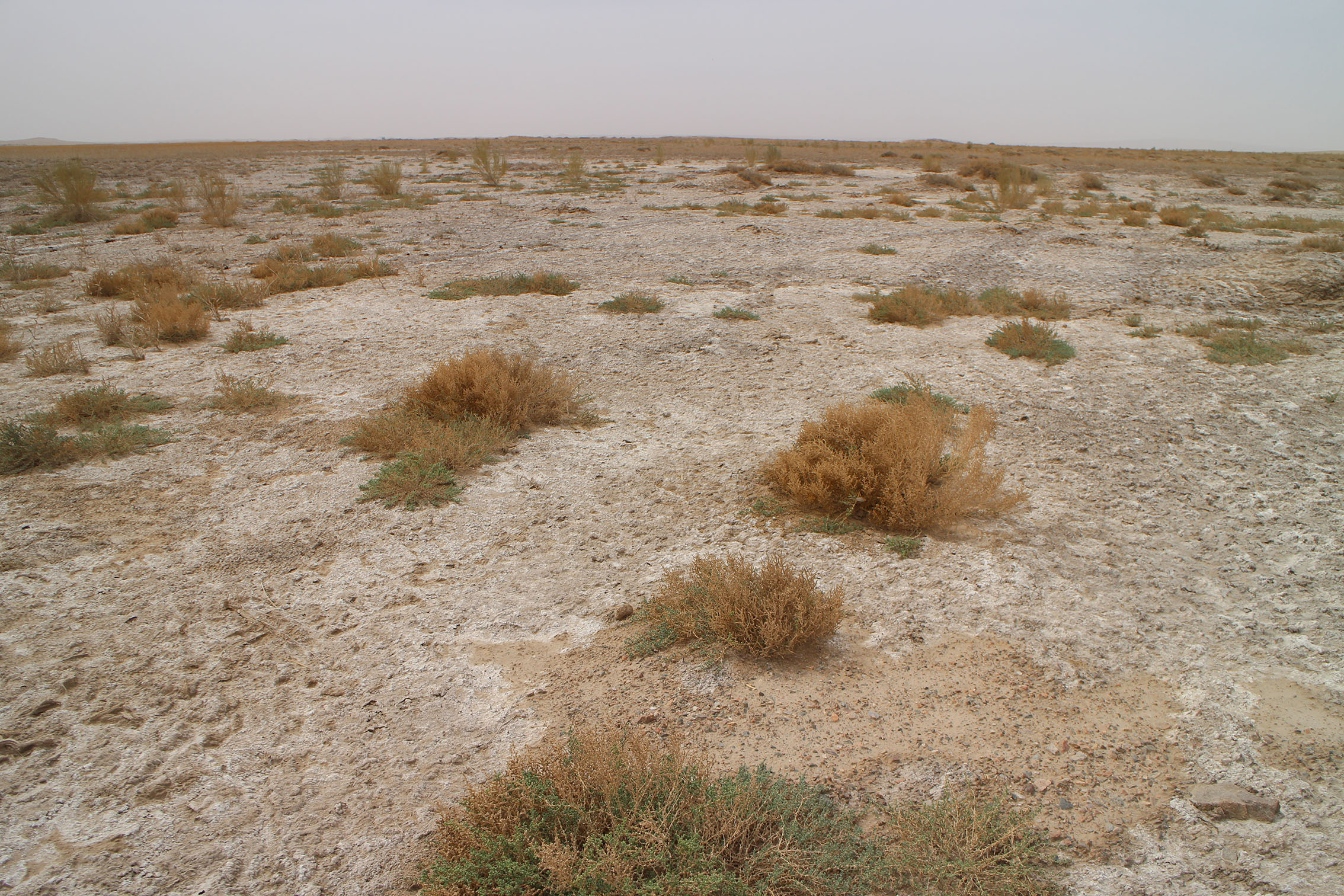 塩類集積のため放棄された農地