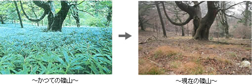 篠山の変化の様子