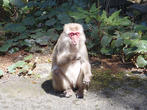 photo of apanese macaque