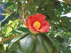 photo of<em>Camellia japonica</em>