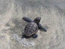 写真：ウミガメ