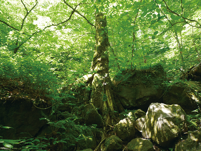 photo of Mt. Kurodake Natural Forest