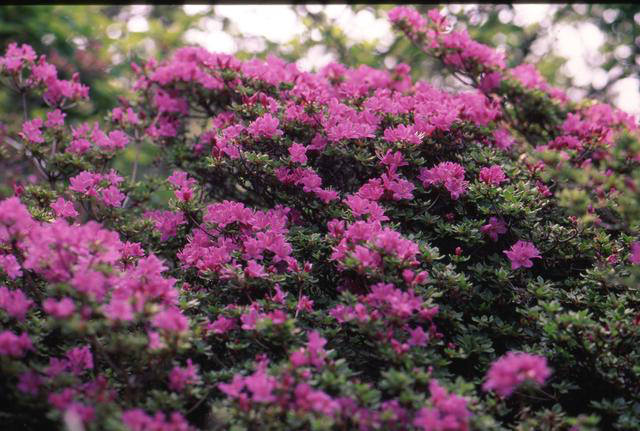 photo of Rhododendron kiusianum