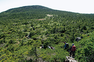 西吾妻山の亜高山帯針葉樹林の写真