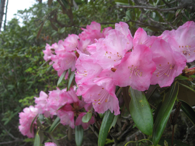 photo of Rhododendron degronianum