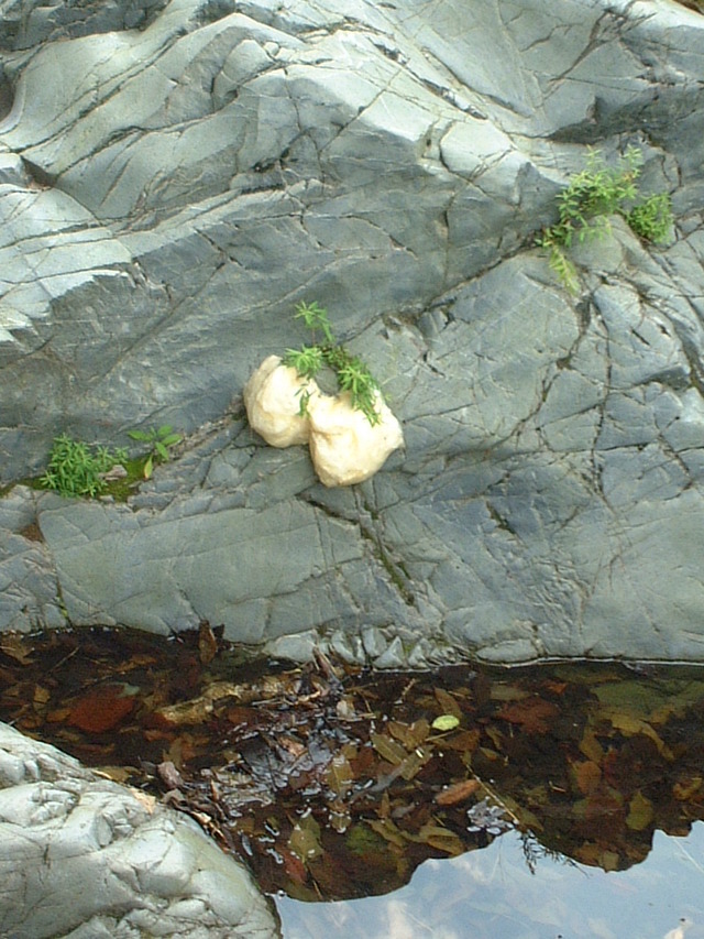 タイトル　モリアオガエルの卵塊（氷川渓谷）