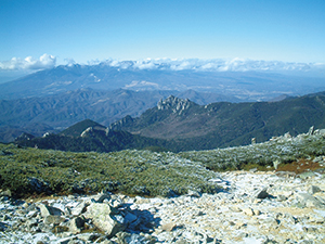 金峰山山頂付近のハイマツ帯の写真