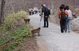 写真：歩道に出てきたサル
