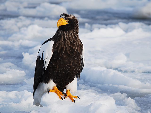 photo of Steller's Sea Eagle Resting on Drift Ice