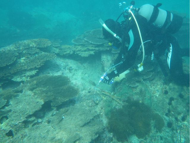 photo of Crown-of-thorns Starfish Removal Work