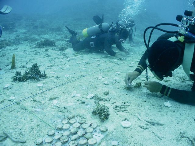 サンゴ着床具の海底への設置の写真