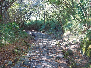 東海道箱根八里の石畳の写真