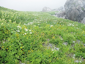 高山植物のお花畑（白馬岳葱平）の写真