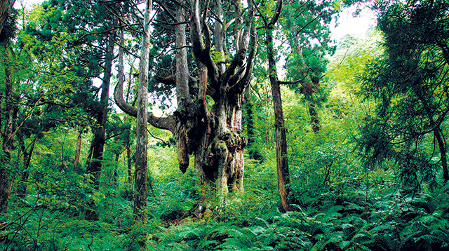 photo of Shizen-Kaiki-no-Mori Forest