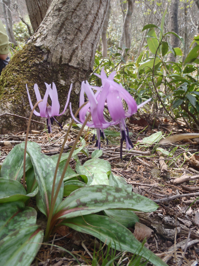 photo of Dogtooth Violet