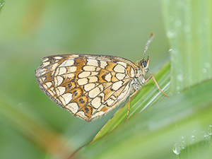 photo of The protection activity of Melitaea Protomedia