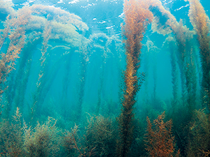 photo of A seaweed Forest of Chibu