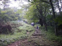 鷹巣山からの下り