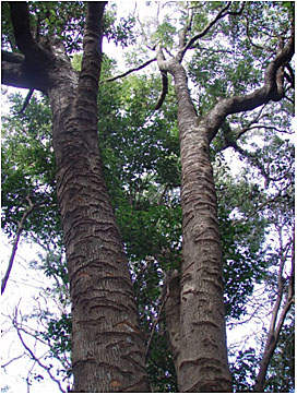 タイワンリスによる樹木に残る傷跡