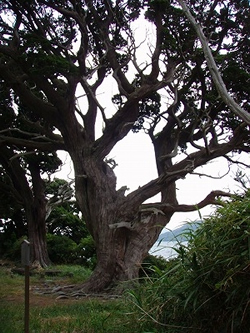 ビャクシンの巨木群