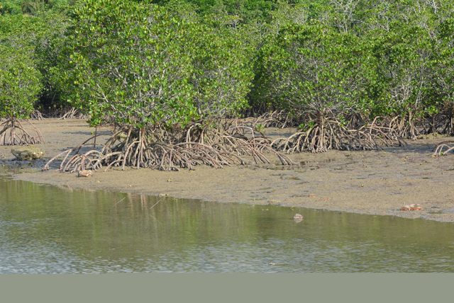 photo of Mangrove Forest
