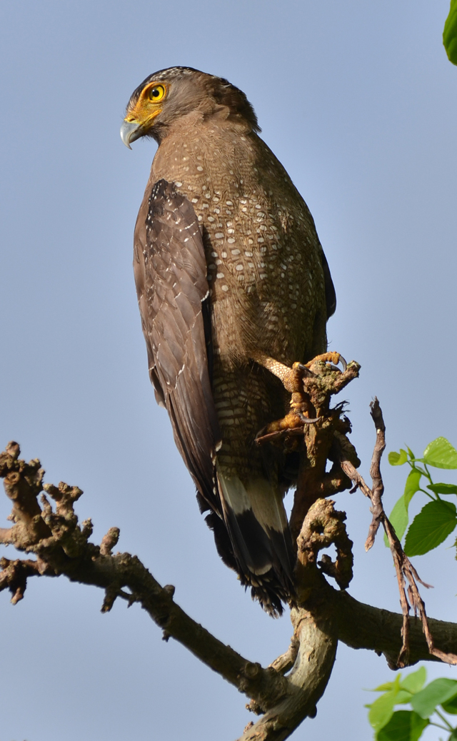 photo of Crested Serpent Eagle