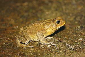 photo of Cane Toad