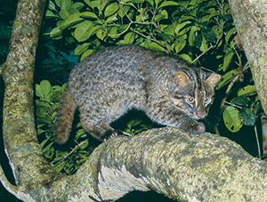 photo of Iriomote Wild Cat
