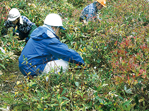 photo of Weeding Bamboo Grass